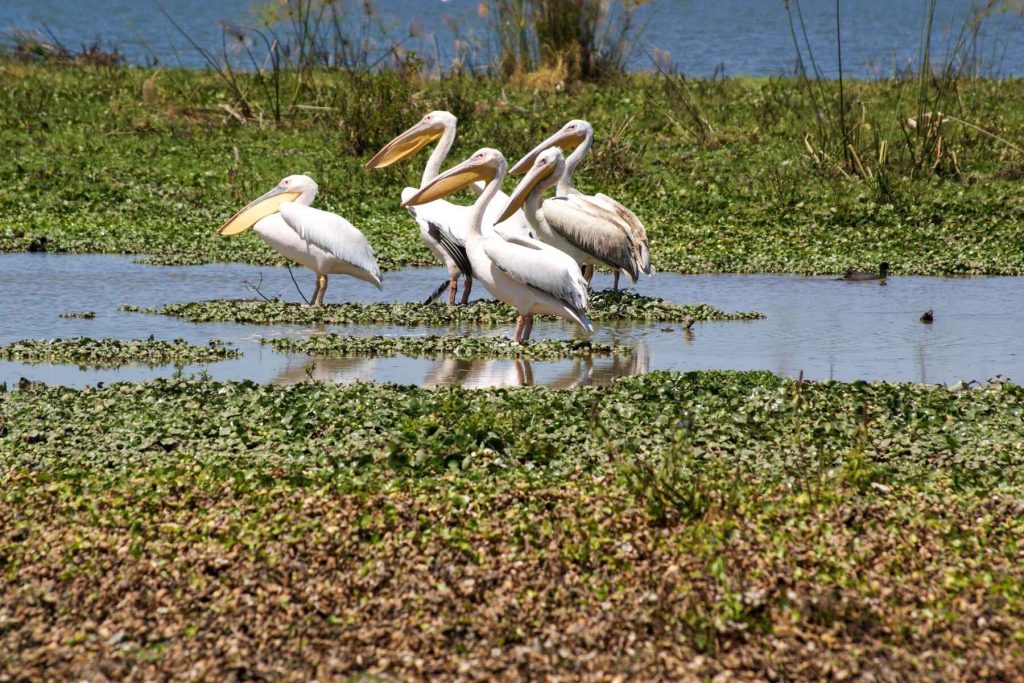 lake-naivasha-national-park-birds.jpeg