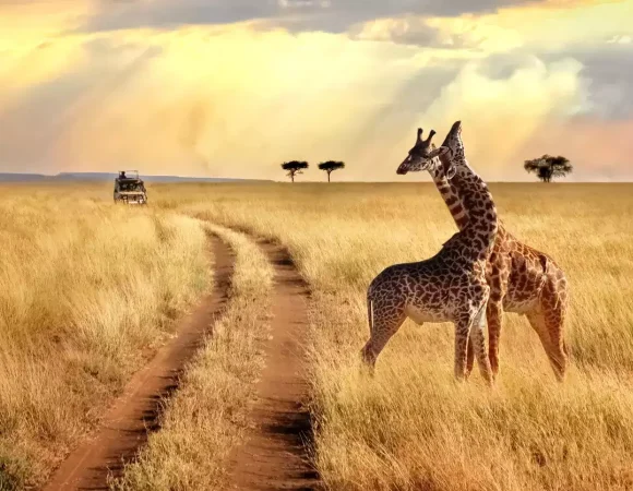 Plan the Ultimate Kenya & Tanzania Safari with Daylight Adventures
