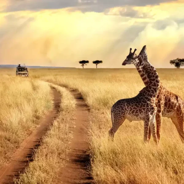 Plan the Ultimate Kenya & Tanzania Safari with Daylight Adventures