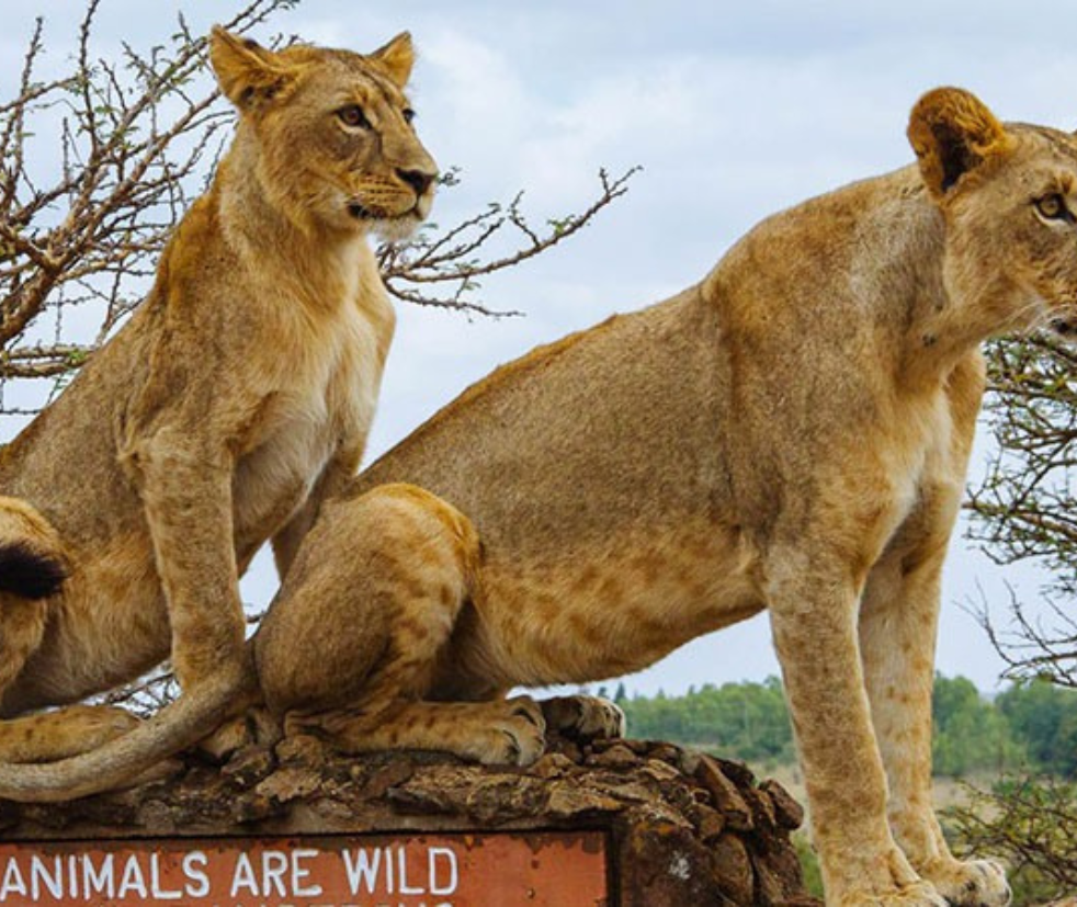 Ol Pejeta