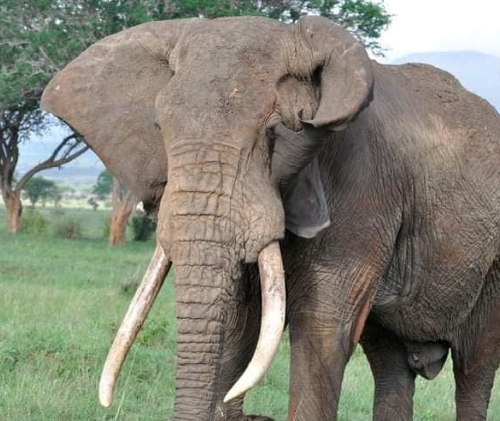 Amboseli