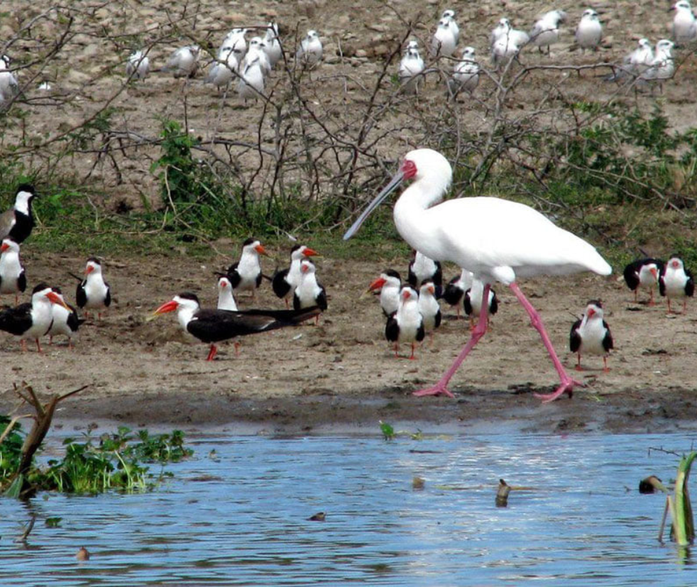 Naivasha