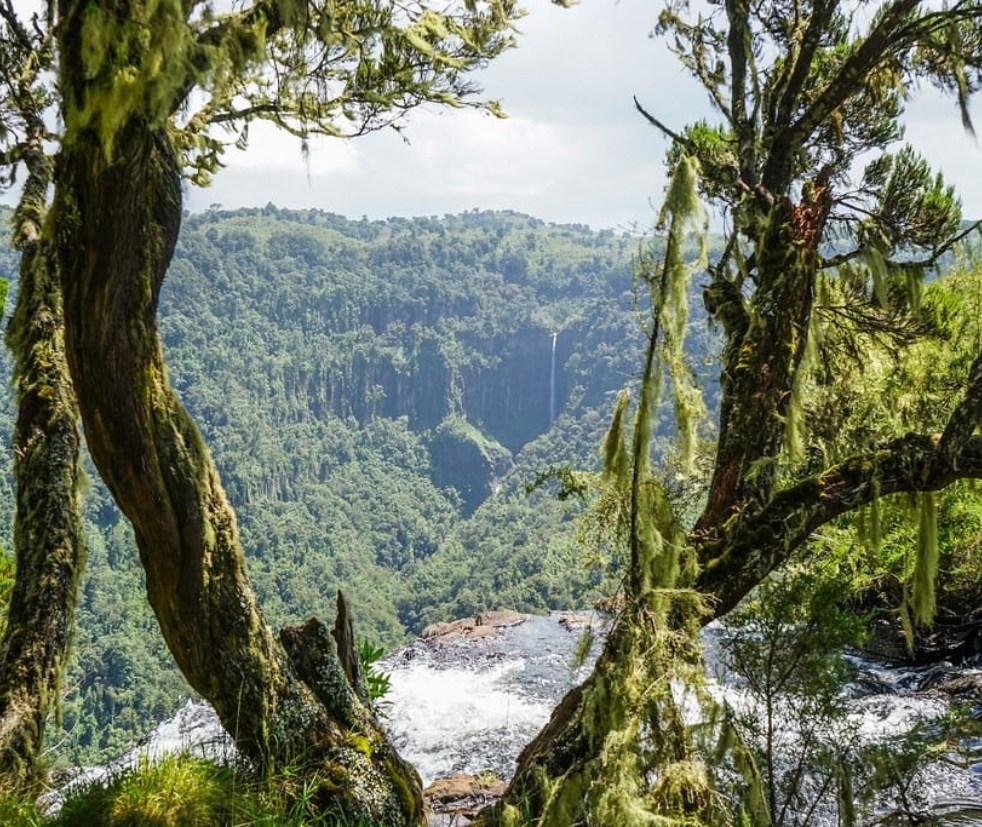 Bwindi Forest