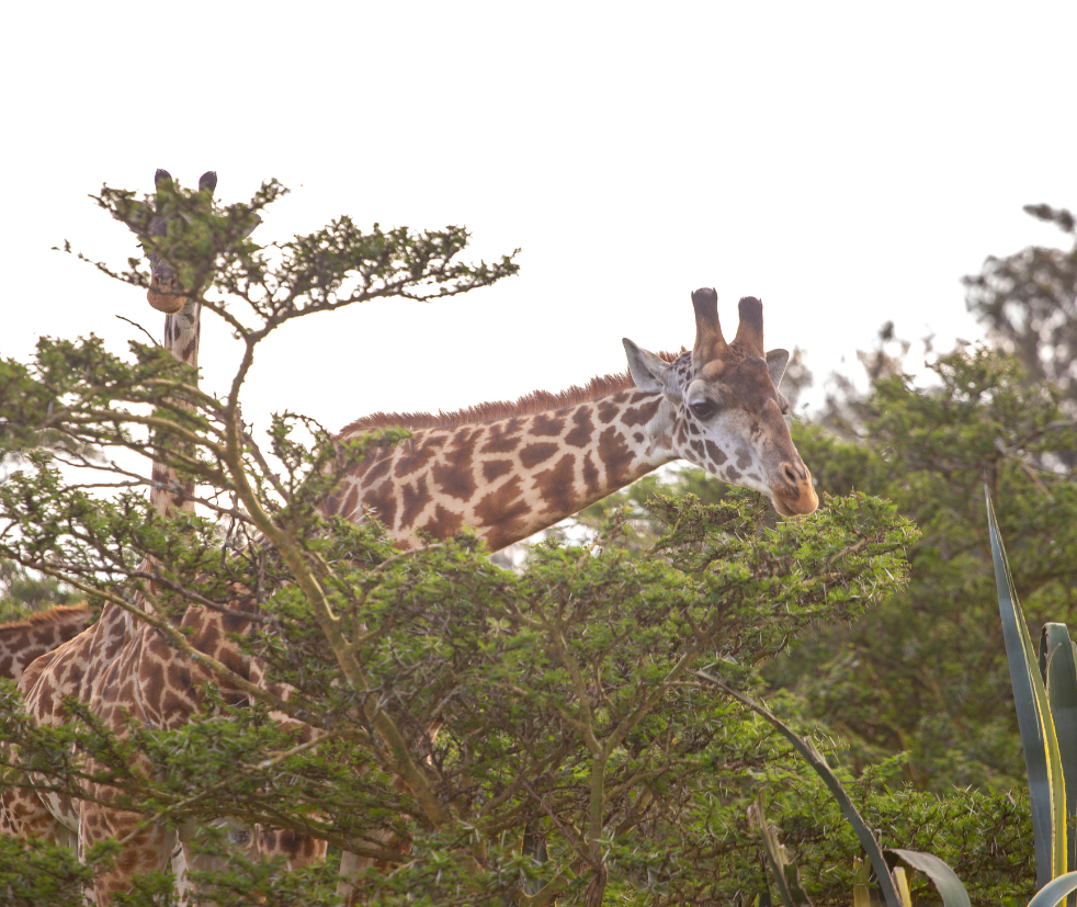 Amboseli