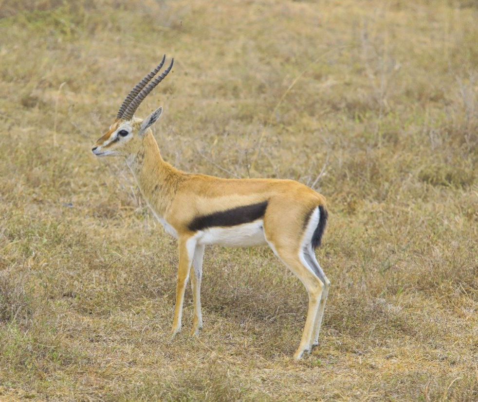 Serengeti National Park