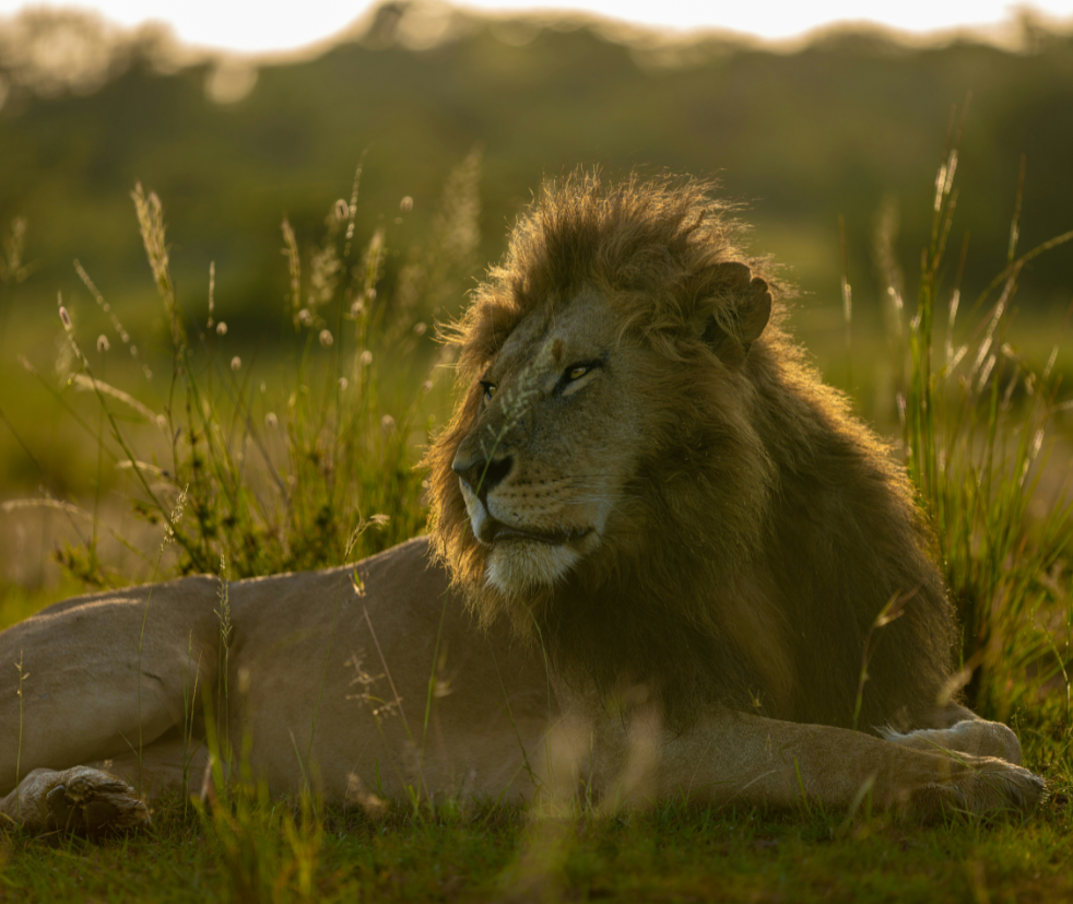 Masai Mara