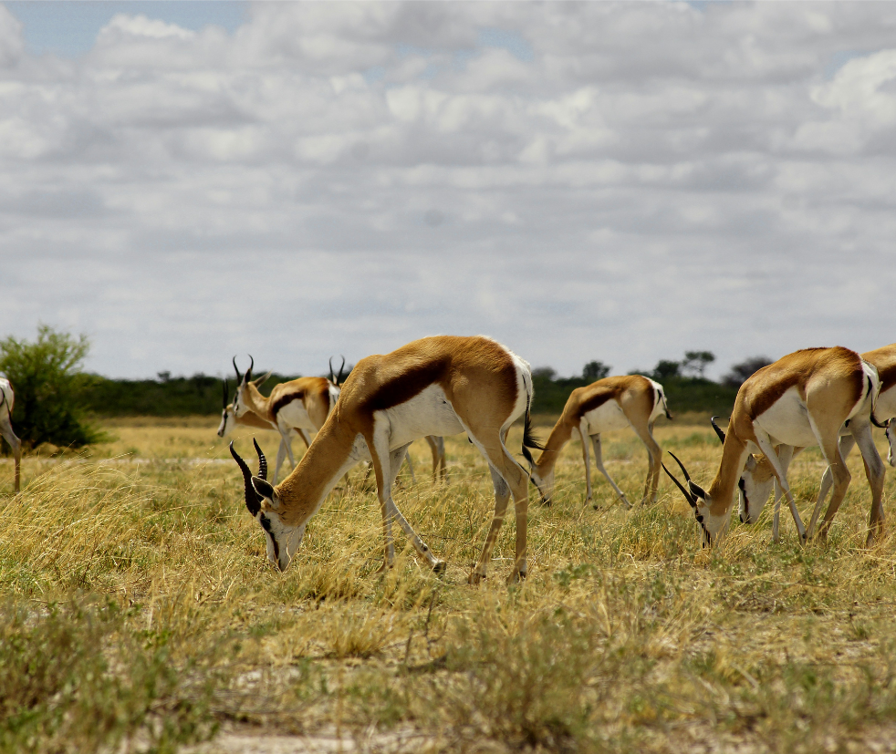 Masai Mara