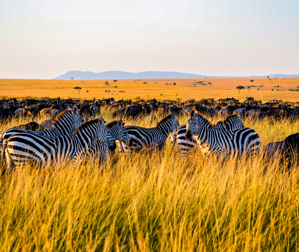 Masai Mara