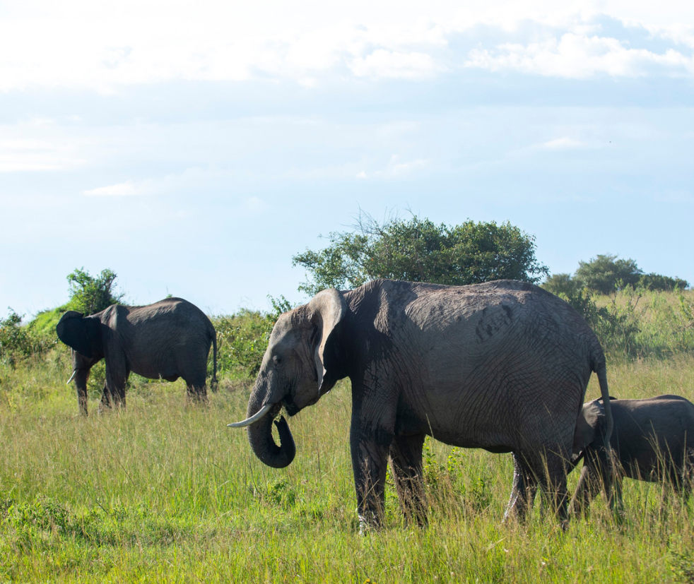 Amboseli