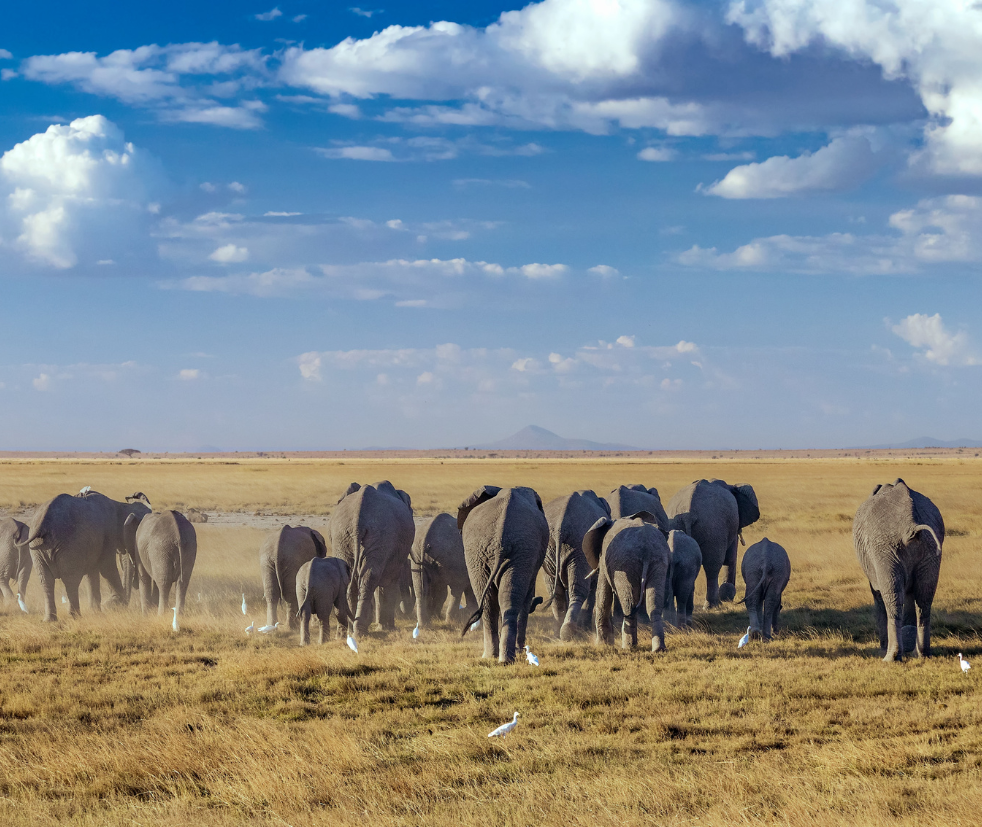 Amboseli