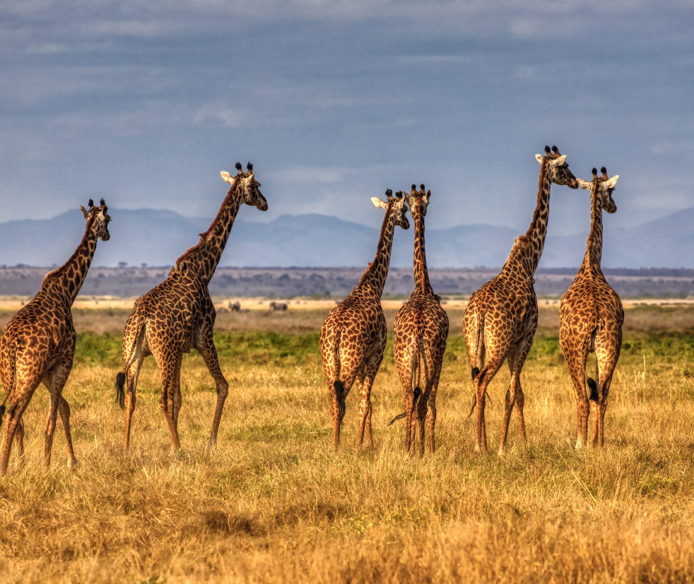 Amboseli