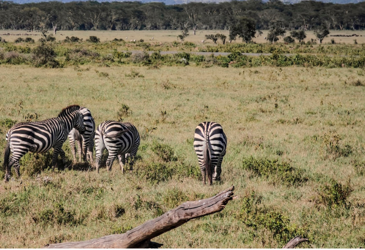 zebras-lake-nakuru-national-park