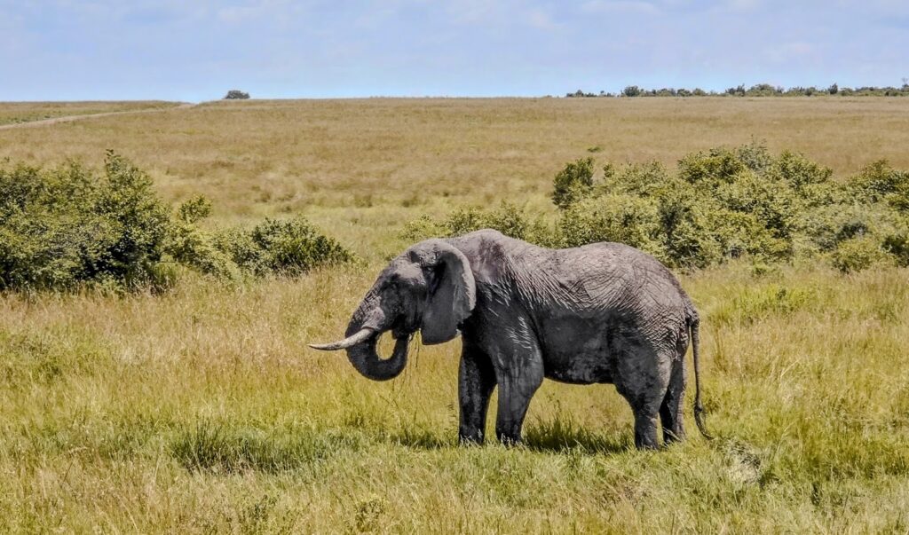  Stunning views of an elephant at Amboseli National Park 