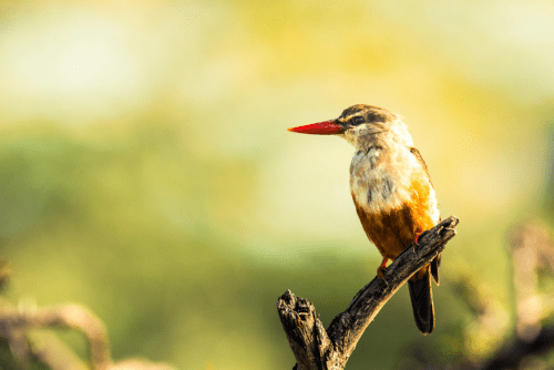 Birdwatching Safaris- Daylight Adventures-min