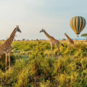 East Africa Safari