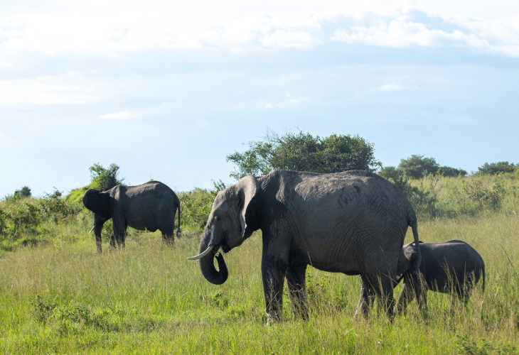 amboseli elephants