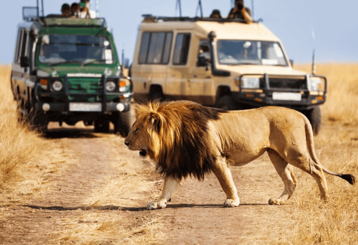 guests admiring a lion
