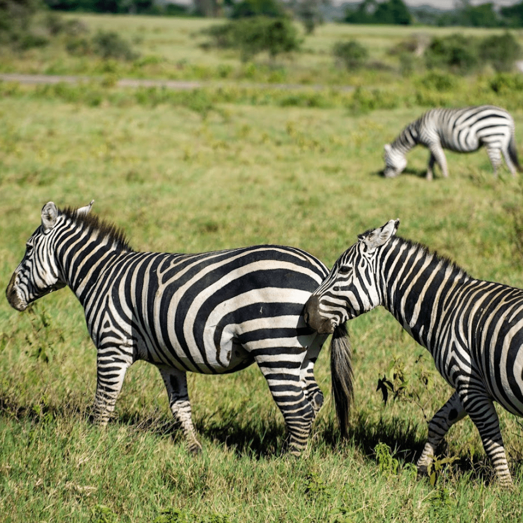 safaris-kenya-tours-1-min
