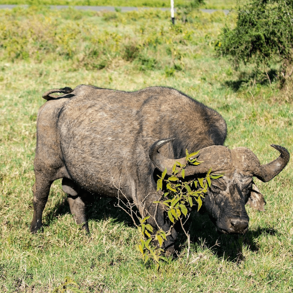 safaris-kenya-tours-2-min