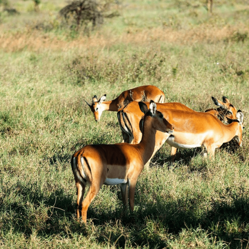 safaris-kenya-tours-3-min