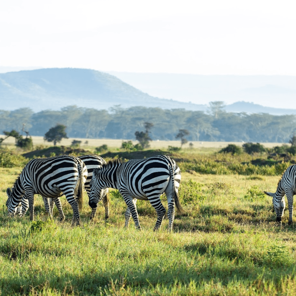 safaris-kenya-tours-4-min