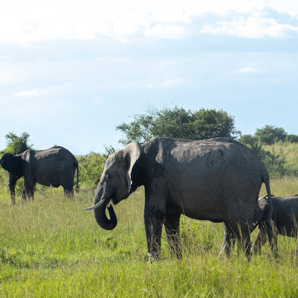 safaris-kenya-tours-5-min