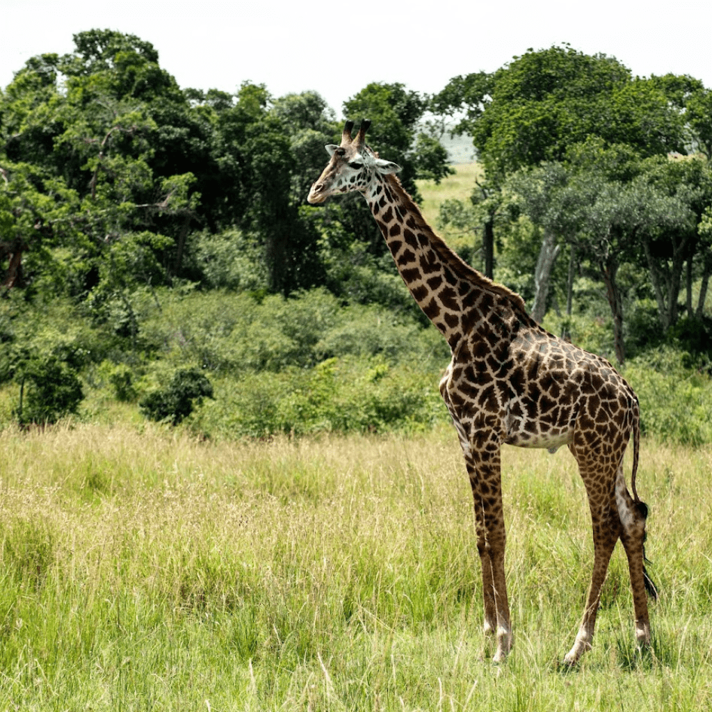 safaris-kenya-tours-7-min