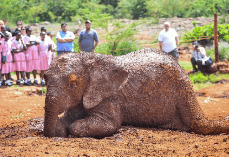 elephant in a park