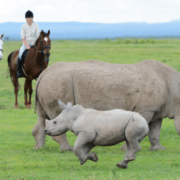 horseride