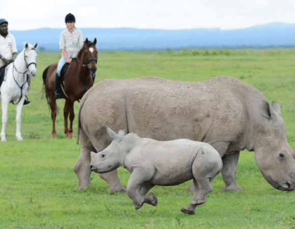 Unique Safari Adventures with Daylight Adventures