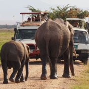 serengeti