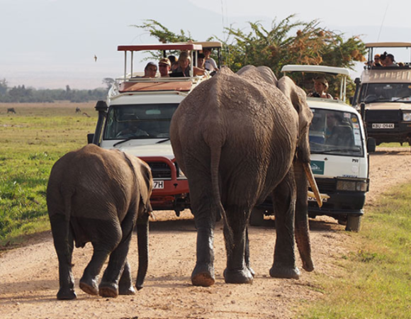 Create the Perfect Kenya & Tanzania Safari with Daylight Adventures