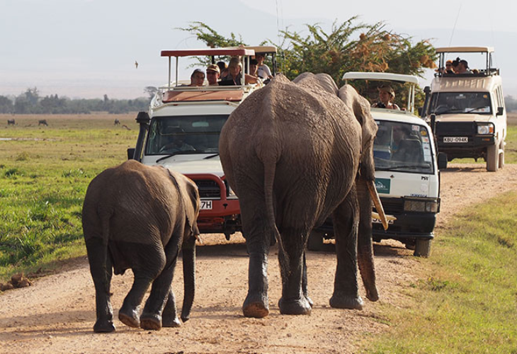Create the Perfect Kenya & Tanzania Safari with Daylight Adventures