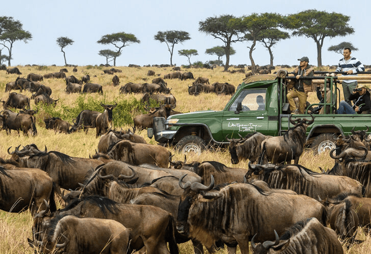 wildebeests in the park