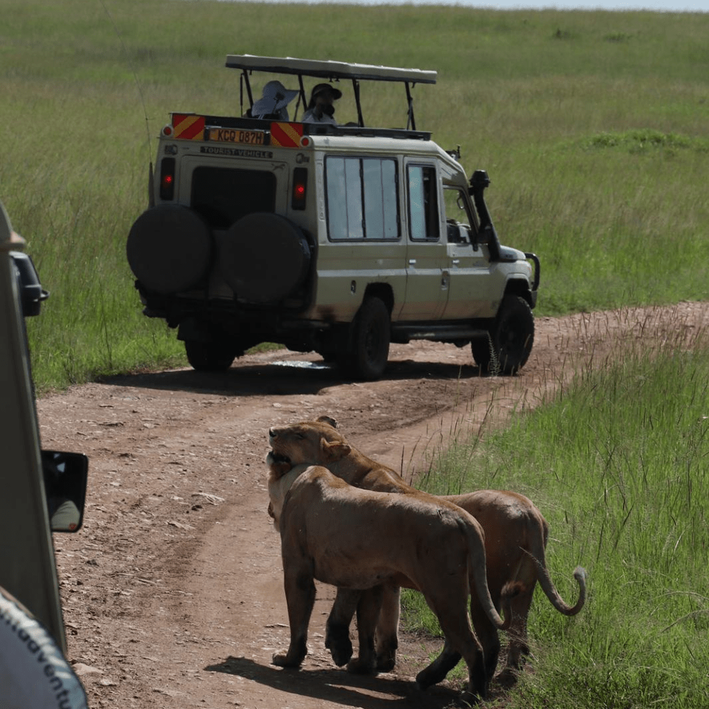 liona-masai-mara-min