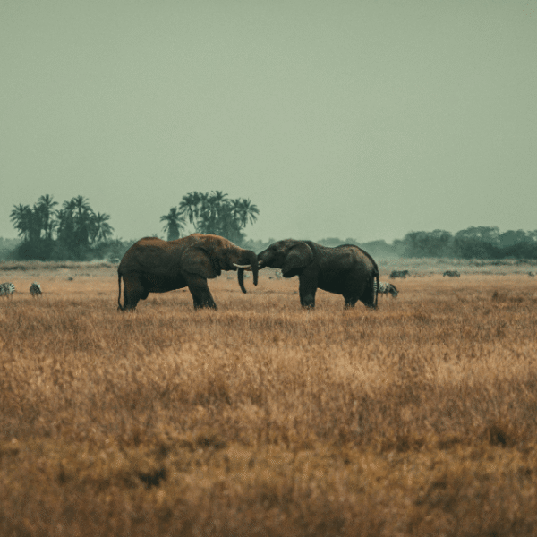Herd of elephants crossing the savannah during an East Africa Safari with Daylight Adventures-min