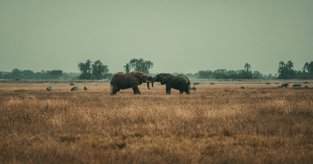 Herd of elephants crossing the savannah during an East Africa Safari with Daylight Adventures-min