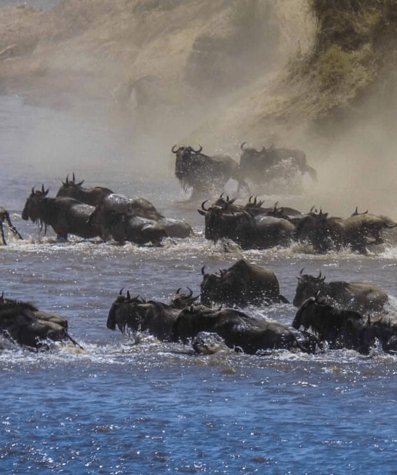 Migration Season Journeys-min