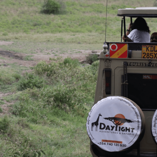 Tourists on game drive spotting girrafe during the best time for safari in Kenya-min