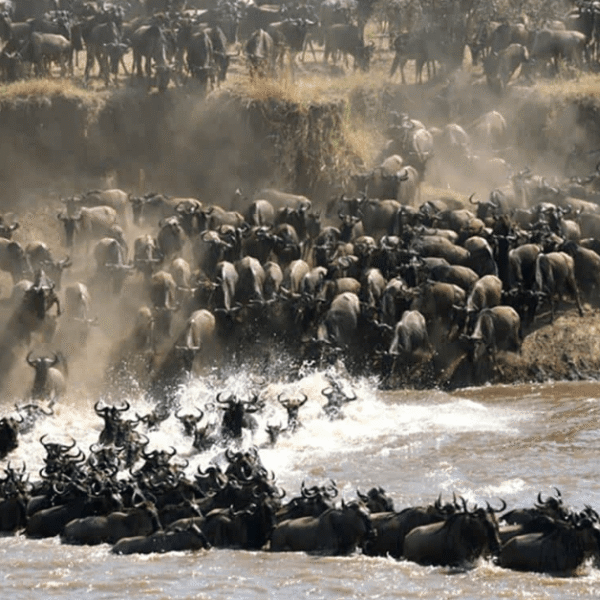 Wildebeest migration on the Serengeti during a Kenya and Tanzania Safari with Daylight Adventures-min