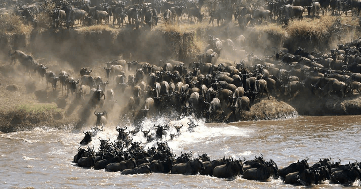Wildebeest migration on the Serengeti during a Kenya and Tanzania Safari with Daylight Adventures-min