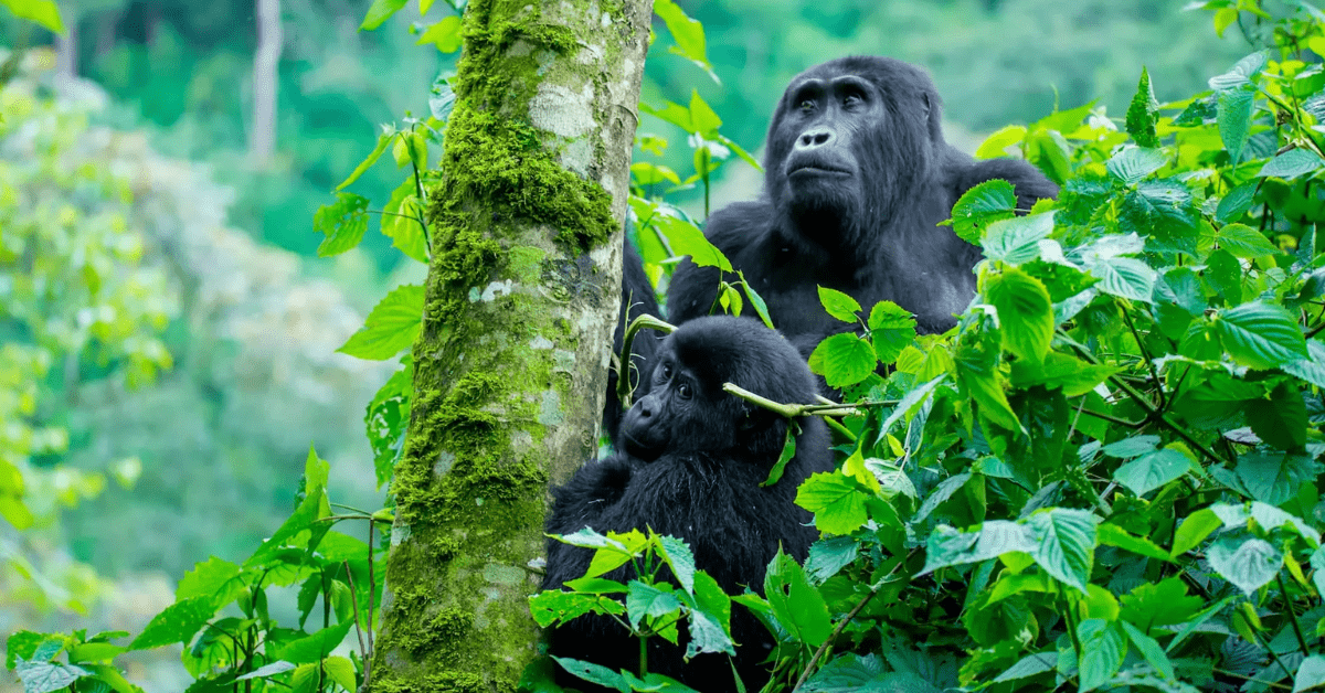 Gorilla and Chimpanzee Trekking-min