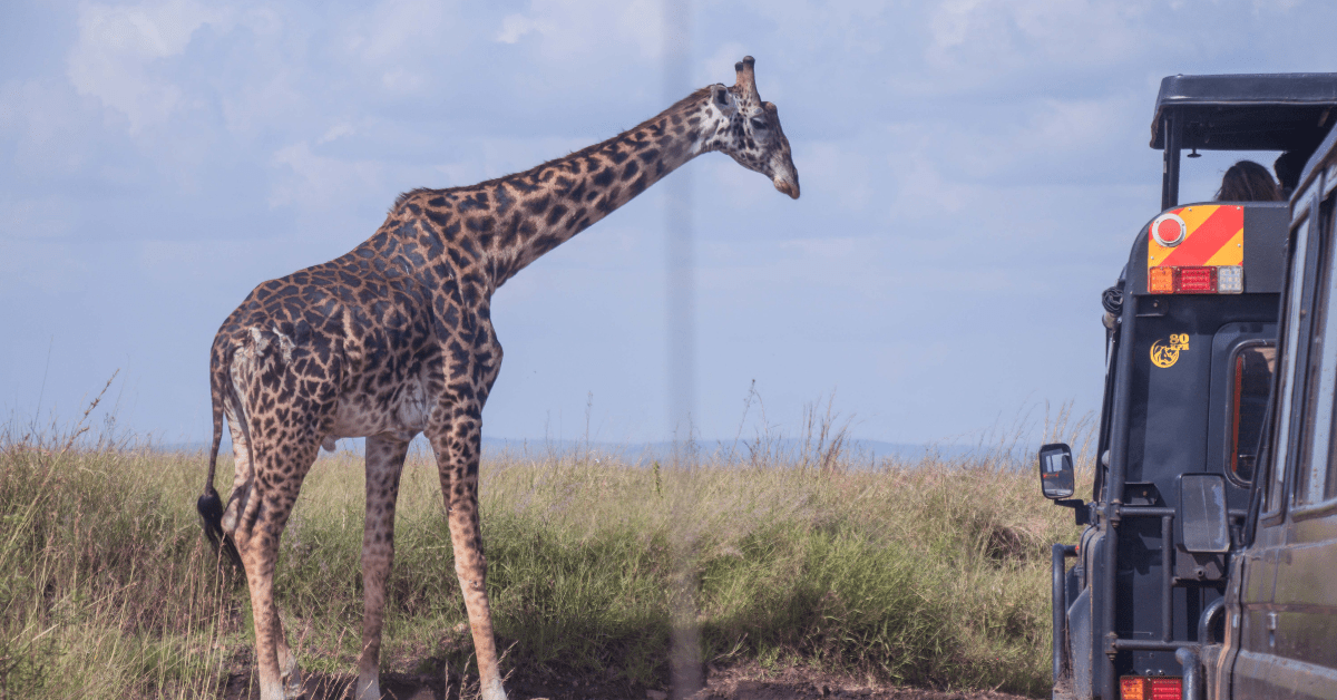 World-Class Wildlife Encounters-min